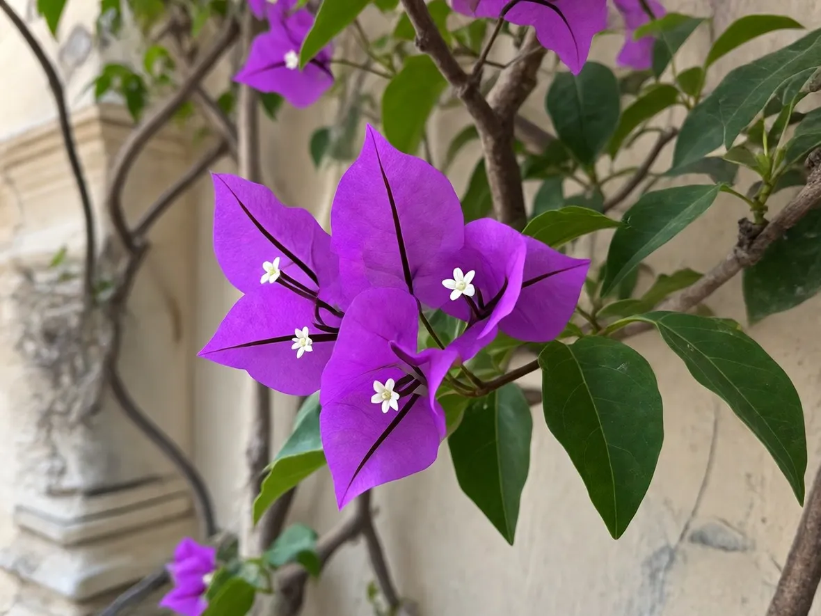 bougainville