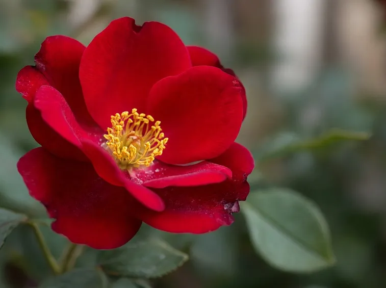 rosa rossa