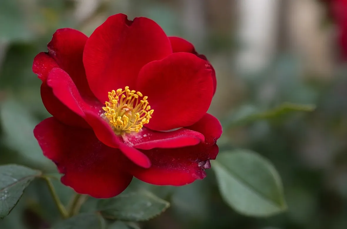 rosa rossa