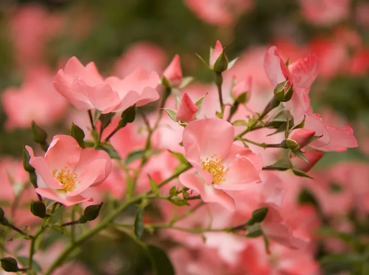 coral rose