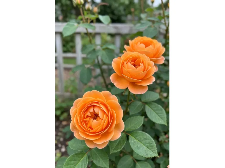 rose austin