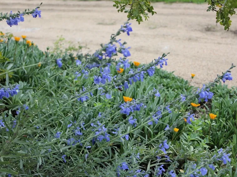 Salvia azurea