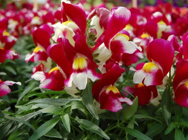 antirrhinum