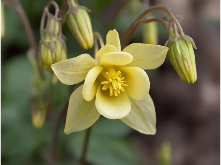 aquilegia