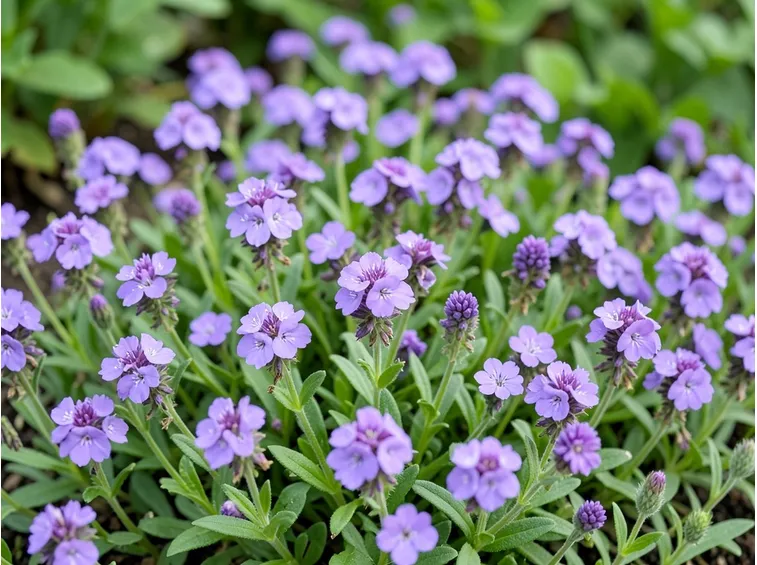 aubrietia tauricola