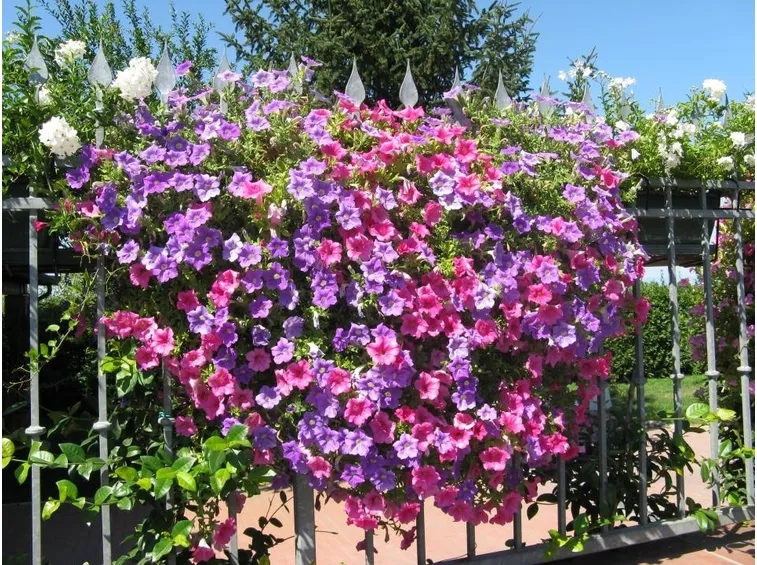 dipladenia close