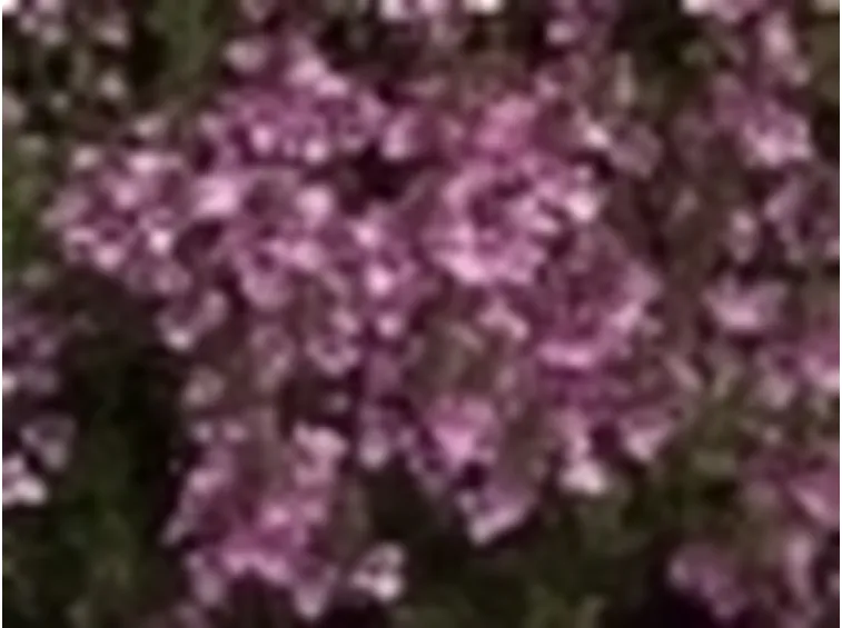dascia