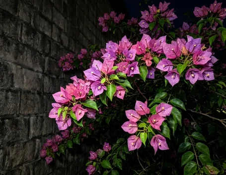 fiori