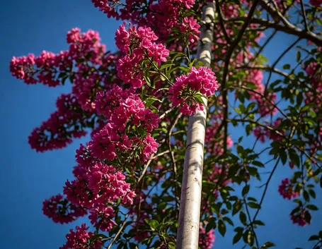 fiori