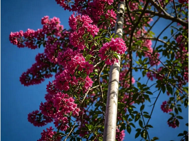 fiori