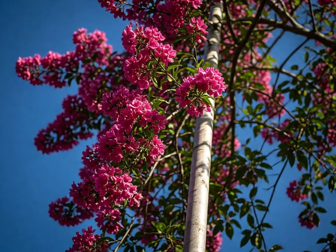 fiori