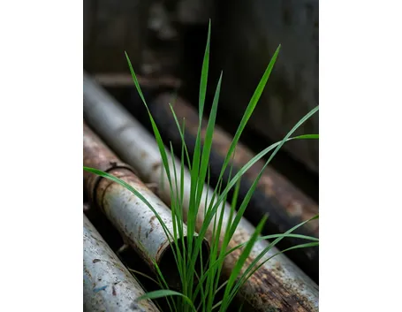 agrostide
