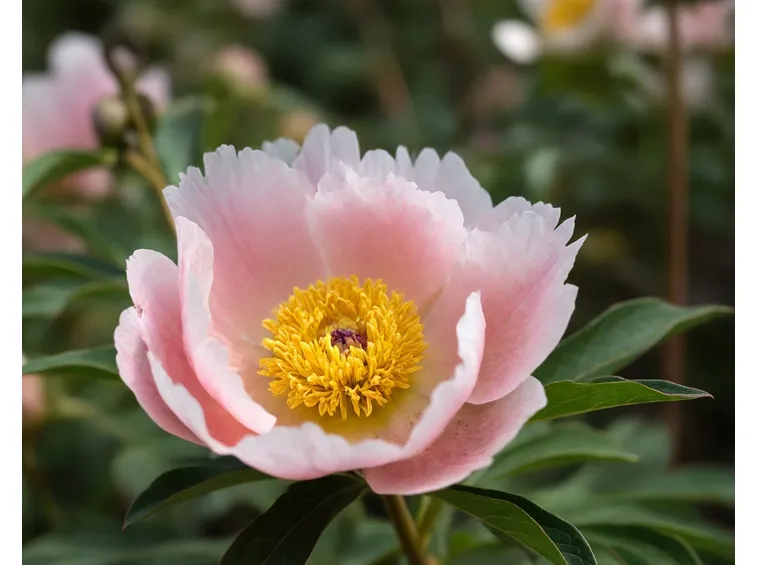 fiori