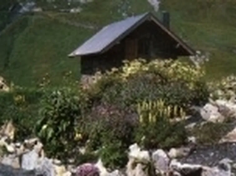 Alpino Chanousia
