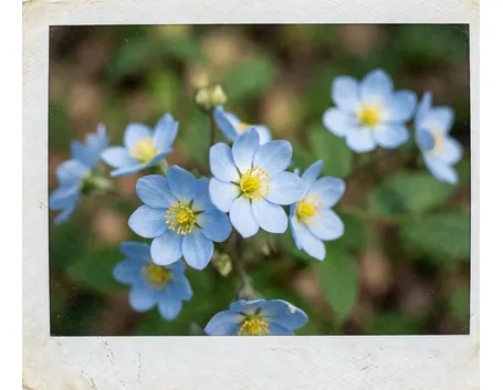 fiori