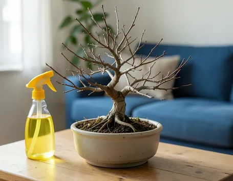 annaffiature bonsai