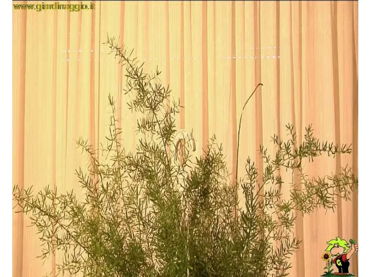 asparagi da foglia