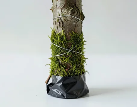 bonsai da margotta