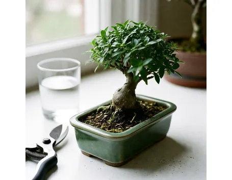 bonsai da talea