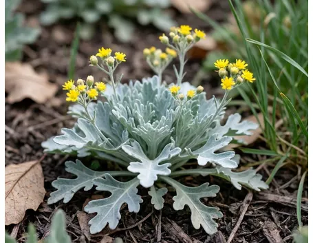 cineraria