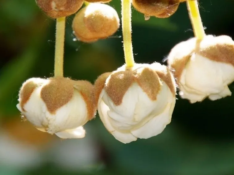 Potatura kiwi