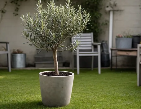coltivare piante in vaso