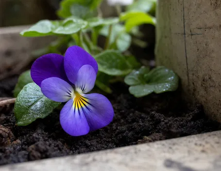 foto viola