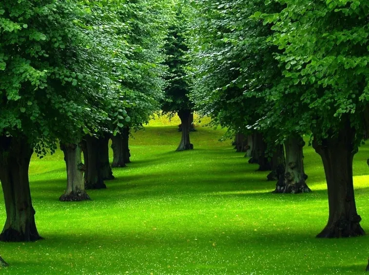 Introduzione agli alberi