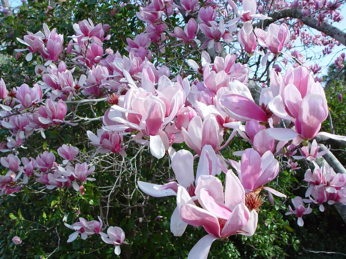 Magnolia