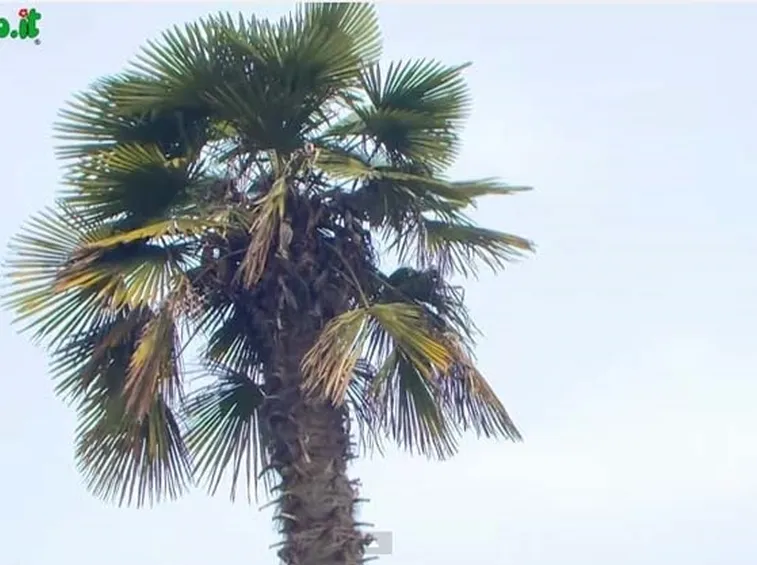 Palma