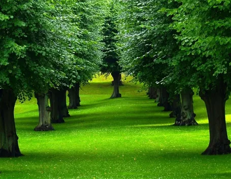 Alberi