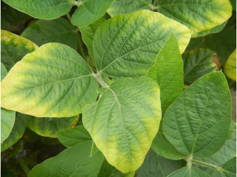Carenze nutrizionali delle piante
