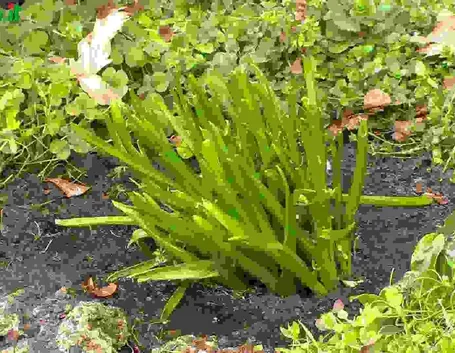 Irrigazione delle bulbose