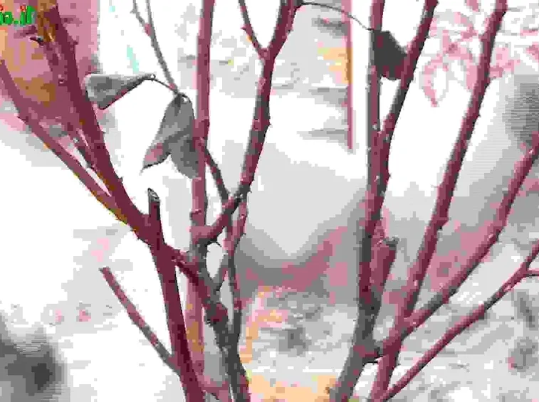 Potare le rose