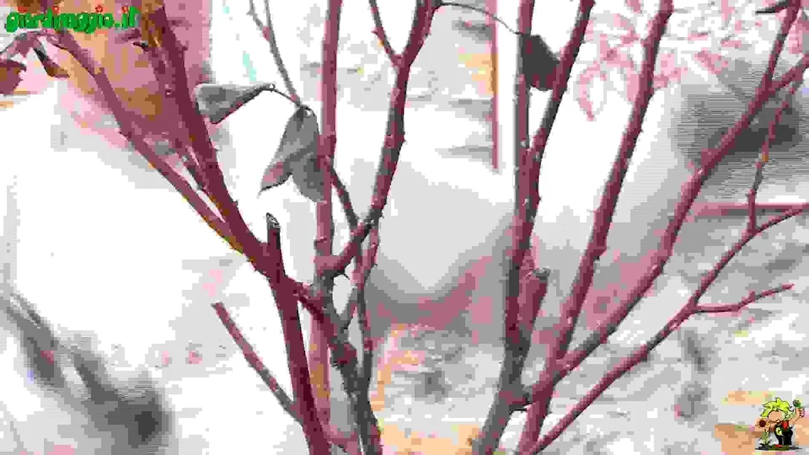 Potare le rose