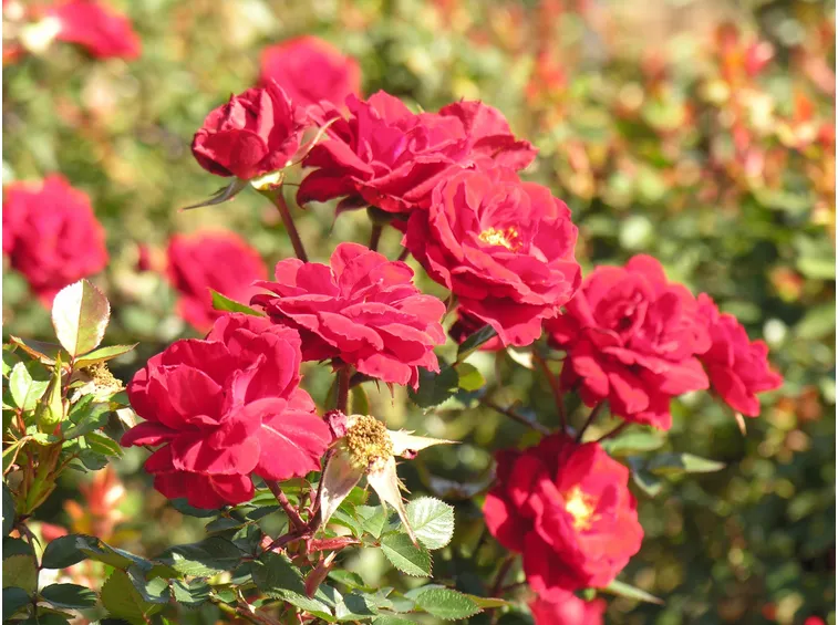 Come coltivare le rose