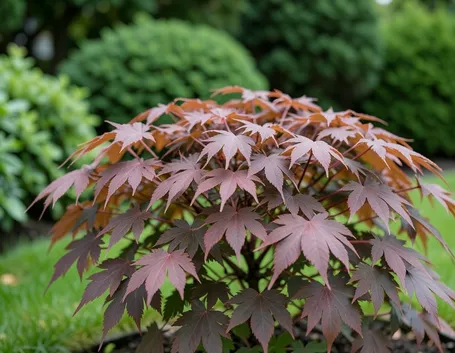 Come progettare un giardino ombreggiato