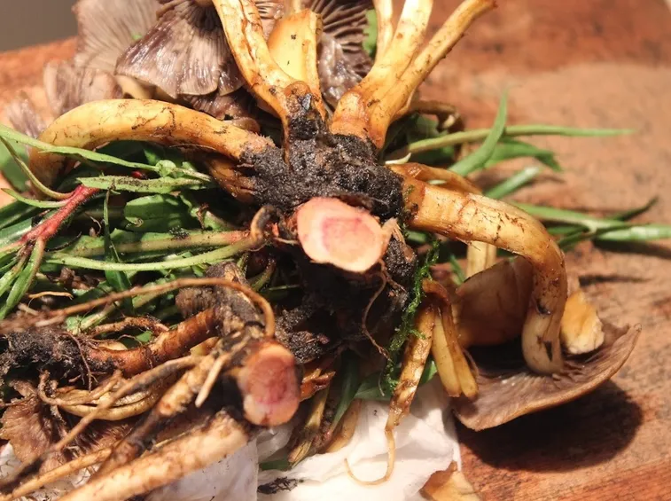 Funghi delle piante