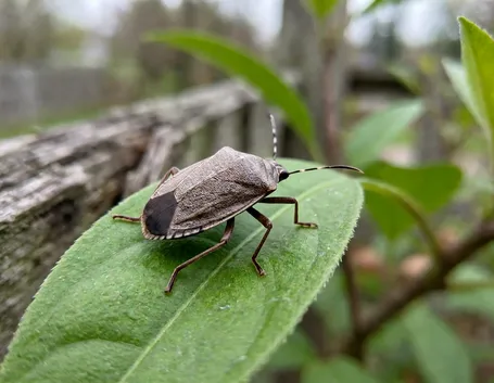 Riconoscere la cimice asiatica e il suo arrivo