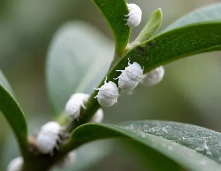 Cocciniglia