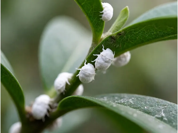Cocciniglia