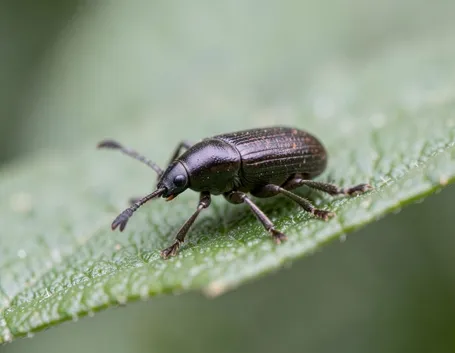 Oziorrinco