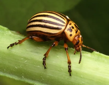 Insetti parassiti delle piante