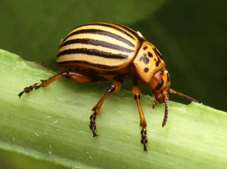 Insetti parassiti delle piante