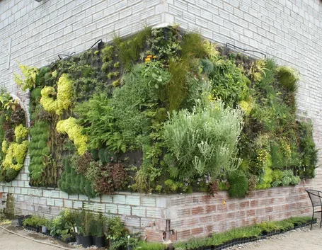 Cura e manutenzione del giardino verticale
