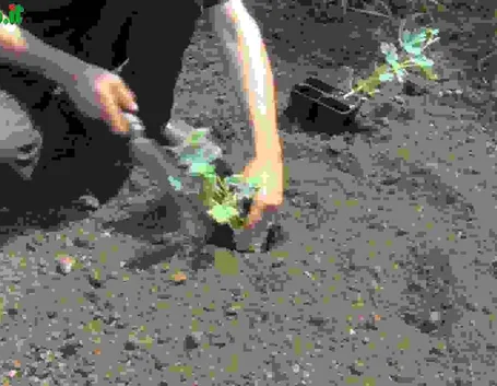 Anguria e meloni