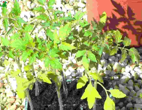 Pomodori