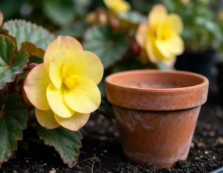 Begonia e begonietta