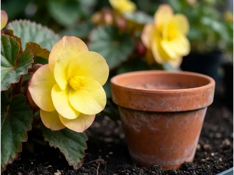Begonia e begonietta