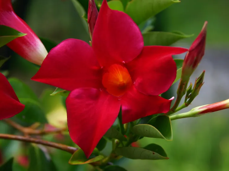 Dipladenia